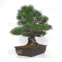 Pinus thunbergii ref: 16070261