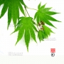 Graines d'acer japonicum nakai