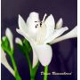 hosta Diana remembered