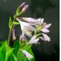 Hosta Whirlwind