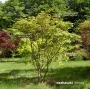 Graines d'Acer Palmatum Osakazuki