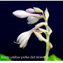 Hosta Yellow polka dot bikini