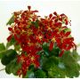 saxifraga fortunei beni tsukasa