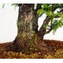 cryptomeria du Japon ref :14020147