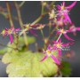 saxifraga fortunei mikawa beni