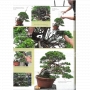 Bonsai focus magazine 105