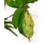 carpinus japonica 1 plante pot 1 litre