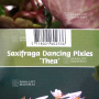 saxifraga fortunei thea