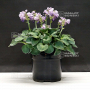 Hosta Blue mouse ears pot 3 litres