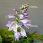 Hosta Dancing mouse