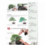 BONSAI FOCUS N° 120