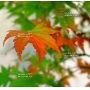 ACER PALMATUM en godet