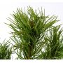 Pinus parviflora ssp. pentaphylla hagoromo pot 7.5