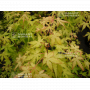 acer palmatum golden falls