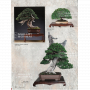 BONSAI FOCUS N° 131