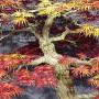 acer palmatum seigen ref :042025