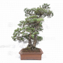 VENDU pinus pentaphylla 030120251