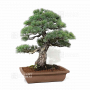 VENDU Pinus pentaphylla ref 030120254