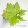 acer circinatum gees witchs broom