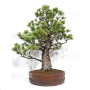 Pinus pentaphylla ref: 08040261