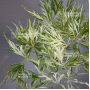 DISSECTUM BENI SHIDARE VARIEGATED BABY