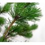 Pinus parviflora var. negishi 3 litres