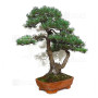 PINUS PENTAPHYLLA ref: 28070261