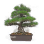 Pinus thunbergii ref: 16070261