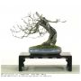 kokufu-ten bonsai exhibition catalogue 85 (2011)