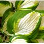 Hosta Enterprise