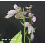 Hosta Hanky panky
