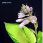 Hosta June fever