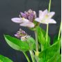 Hosta Whirlwind