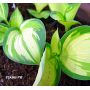 Hosta Eskimo pie