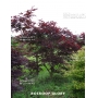 Graines d'Acer amoenum booskoop glory