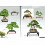 BONSAI FOCUS N° 102