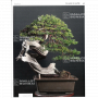 BONSAI FOCUS N° 107