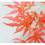 acer palmatum mikazuki