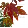 ACER  palmatum 'Atropurpureum' de bouture en godet