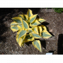 Hosta Autumn frost