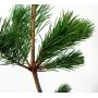 Pinus parviflora var. negishi 7.5 litres