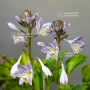 Hosta ayesha