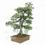 VENDU pinus pentaphylla 030120251
