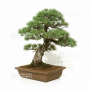 VENDU Pinus pentaphylla ref 030120254