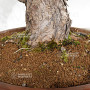 Pinus pentaphylla ref: 08040261