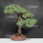 Pinus pentaphylla ref: 30060268
