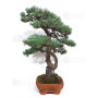 PINUS PENTAPHYLLA ref: 28070261