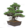 Pinus thunbergii ref: 16070261