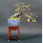 Mini bonsai N°5 ilex et malus et petits fruits