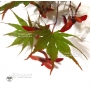 EPUISE Graines d'Acer Amoenum Sumi nagashi